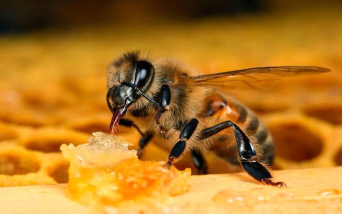 osteokondroz için arı tedavisi